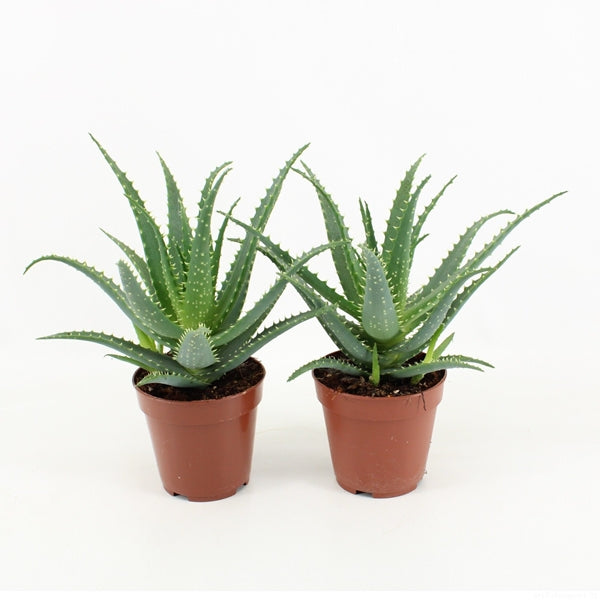 Aloe Arborescens 20Ø 40cm