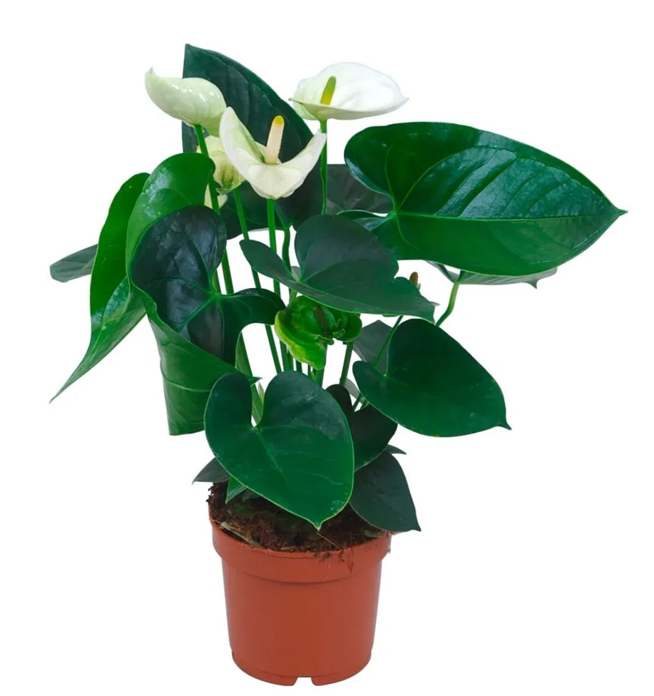 Anthurium Andreanum Alpine 17Ø 65cm