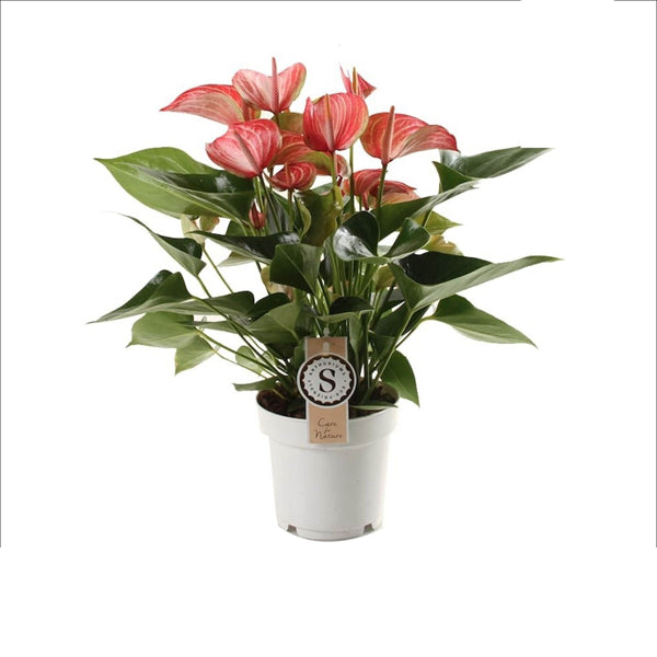 Anthurium Andreanum Livium Red 14Ø 50cm