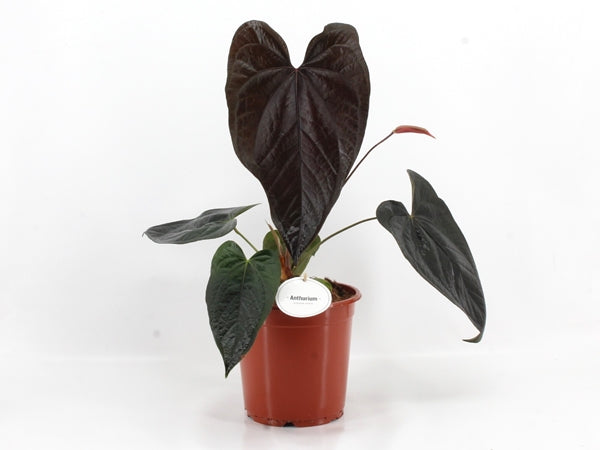 Anthurium Queen of Hearts 21Ø 50cm