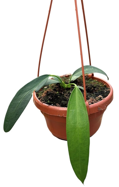 Anthurium Wendlingeri 14Ø 20cm