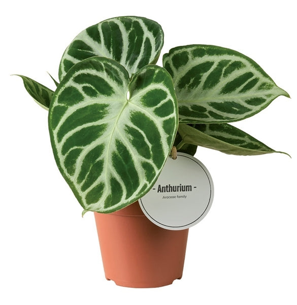 Anthurium Silver Blush 12Ø 25cm