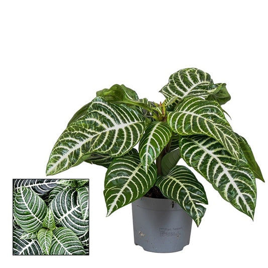 Aphelandra squarrosa Botanica