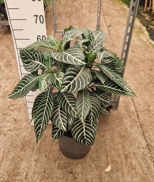 Aphelandra squarrosa Dania 27Ø 60cm