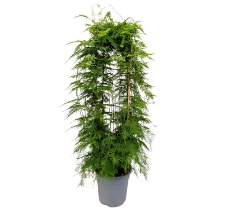 Asparagus Setaceus 30Ø 100cm