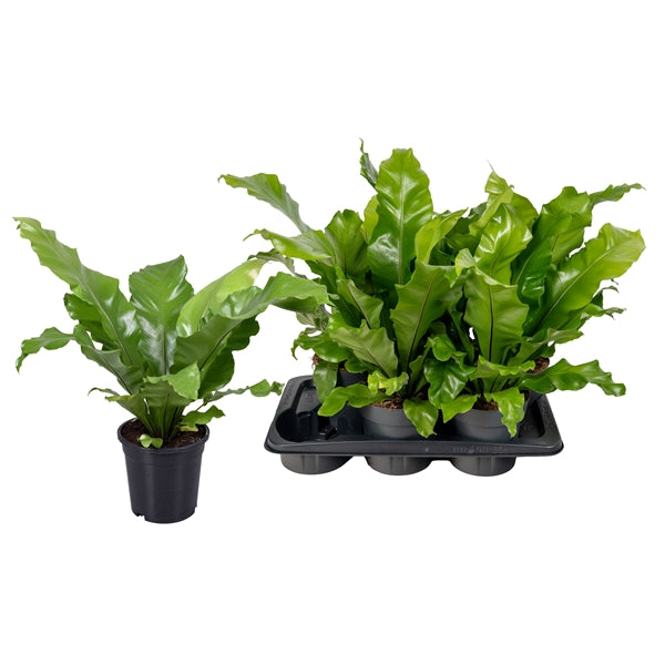 Asplenium Nidus 17Ø 45cm