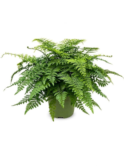 Asplenium Parvati 27Ø 60cm