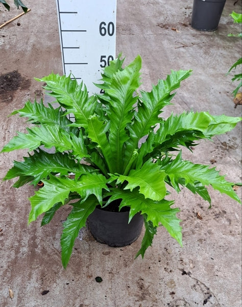 Asplenium antiquum Gioia 27Ø 50cm
