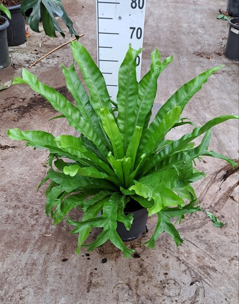 Asplenium antiquum Leslie 27Ø 70cm