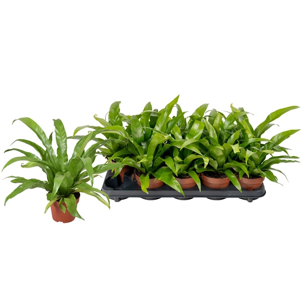 Asplenium antiquum 12Ø 25cm