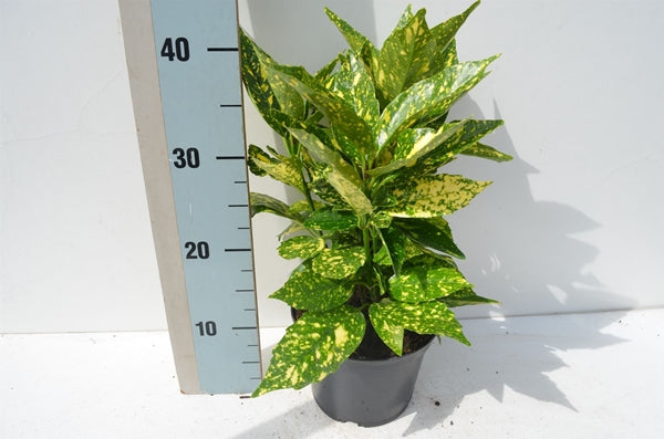Aucuba japonica 'Crotonifolia' 17cm Ø 45cm