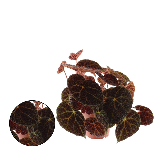 Begonia Leaf Ferox 17Ø 35cm