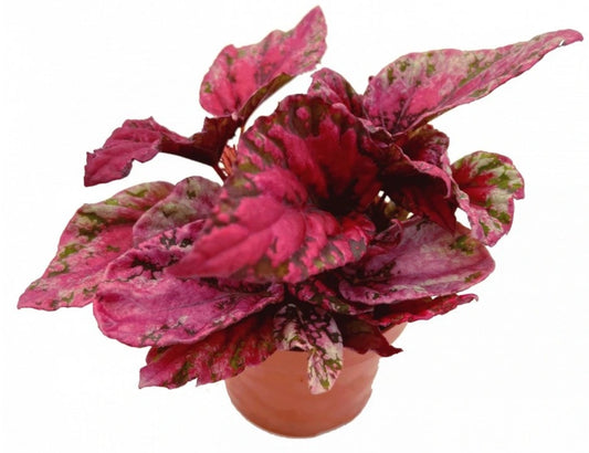 Begonia Rex Maui Sunset 22cm