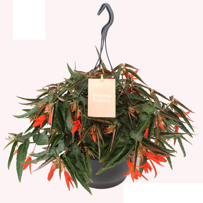 Begonia Tu Bonfire Orange 35cm