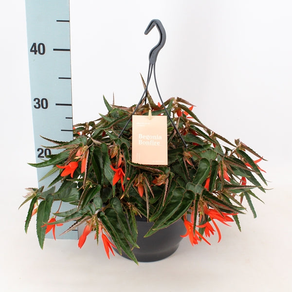 Begonia Tu Bonfire Orange 35cm