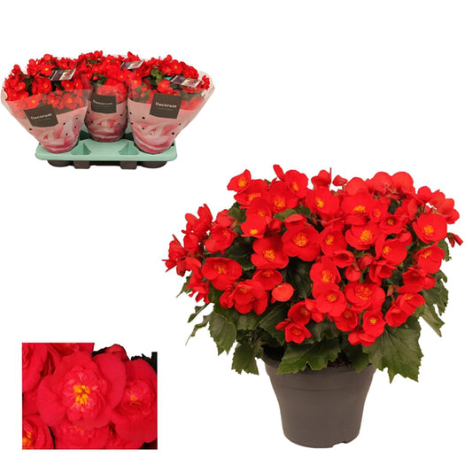 Begonia Elatior Belove Red 19Ø 35cm