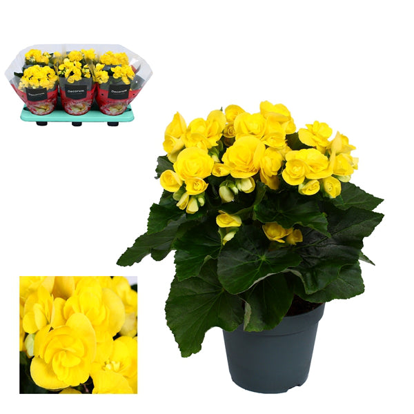 Begonia Elatior Rebecca Yellow 14Ø 32cm