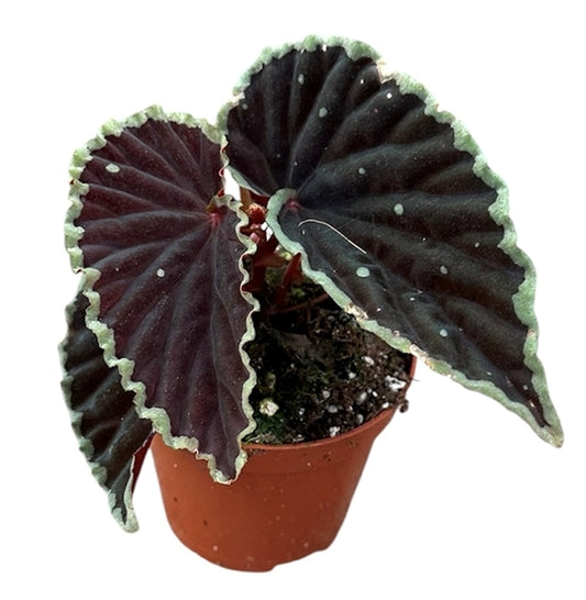 Begonia leaf Darthvaderiana Green Spots 8Ø 12cm