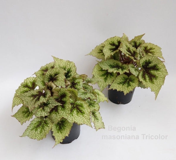 Begonia leaf Masoniana original Iron Cross 14Ø 25cm
