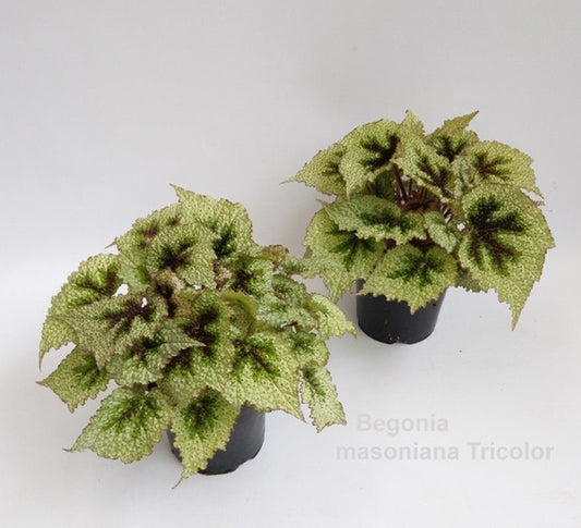 Begonia leaf Masoniana original Iron Cross 14Ø 25cm