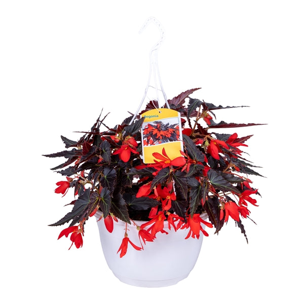 Begonia boliviensis Bonaparte Red 25Ø 40cm