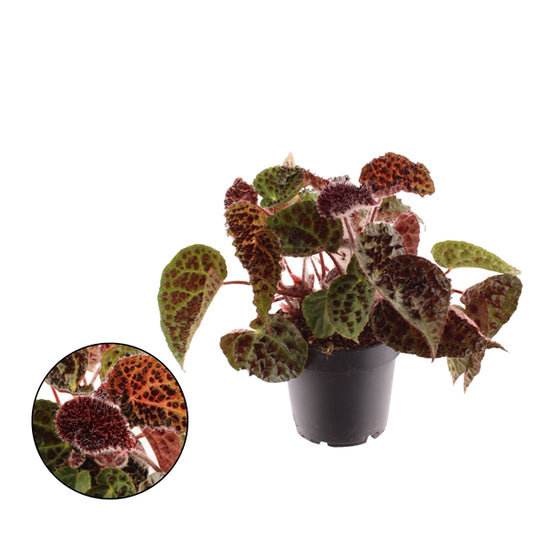 Begonia leaf Ferox 25cm