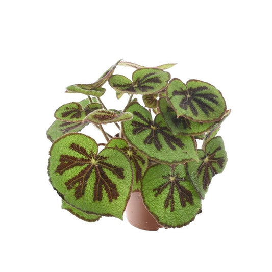 Begonia leaf Masoniana Mountain 30cm