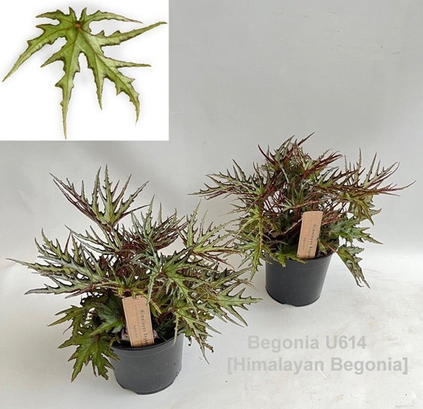 Begonia leaf U614 25cm