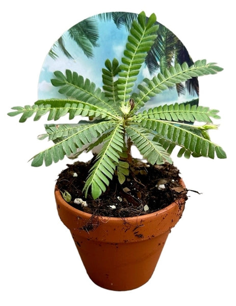 Biophytum sensitivum 9Ø 15cm