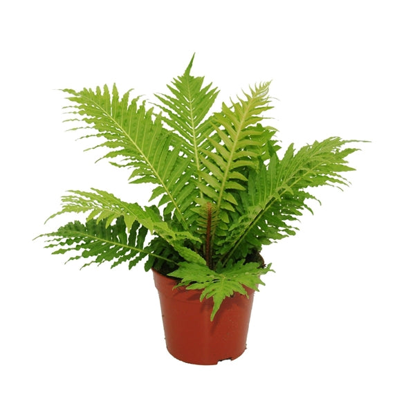 Blechnum gibbum Silver Lady 12Ø 30cm