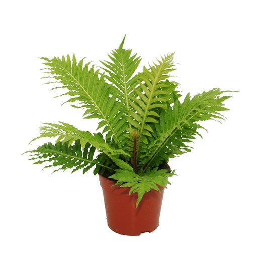 Blechnum gibbum Silver Lady 12Ø 30cm
