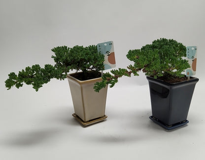 Bonsai Juniperus chinensis Cascade 14Ø 25cm