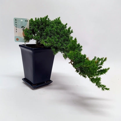 Bonsai Juniperus chinensis Cascade 14Ø 25cm