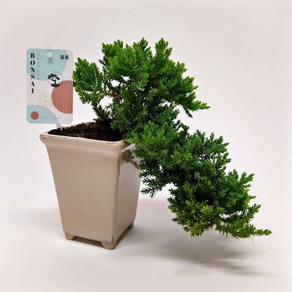 Bonsai Juniperus chinensis Cascade 14Ø 25cm