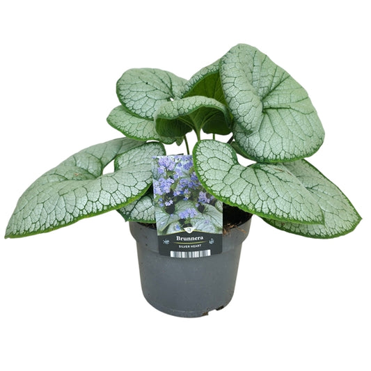 Brunnera macrophylla Silver Heart 17Ø 40cm