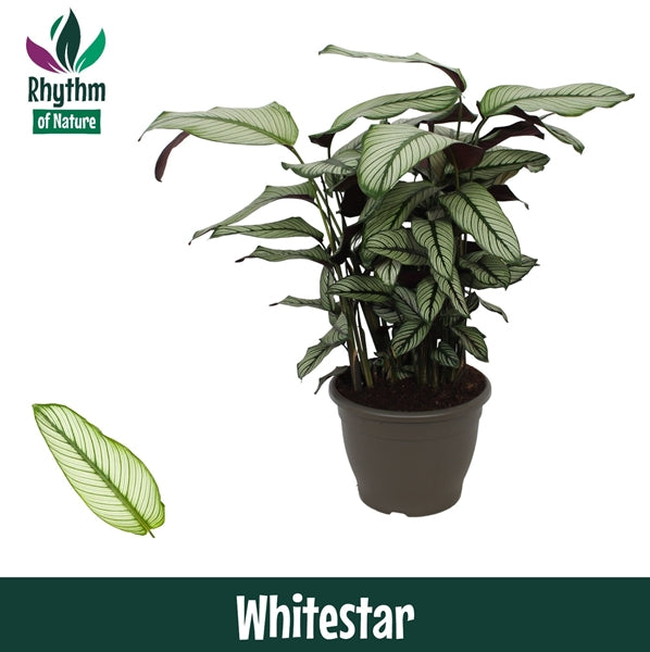 Calathea majestica Whitestar 32Ø 85cm