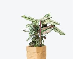Calathea majestica Whitestar 32Ø 85cm