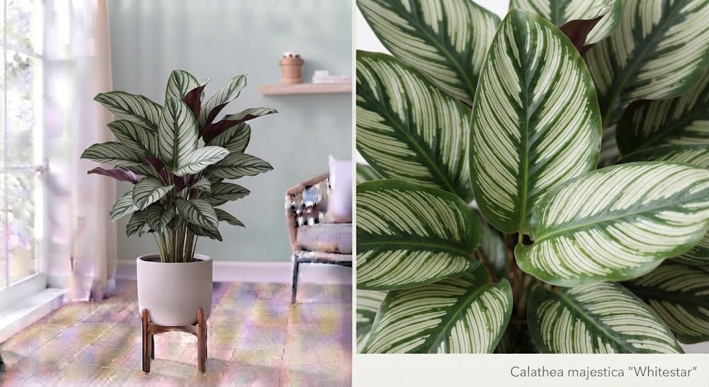 Calathea majestica Whitestar 32Ø 85cm