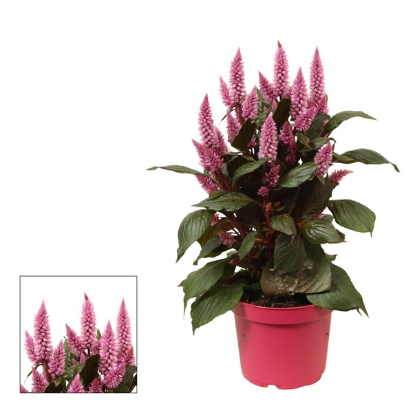 Celosia Merida Pink 12Ø 47cm