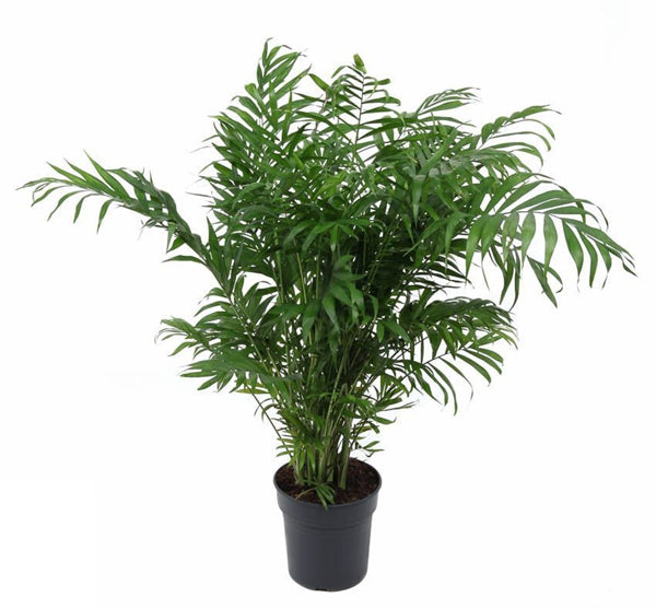 Chamaedorea elegans 17Ø 65cm
