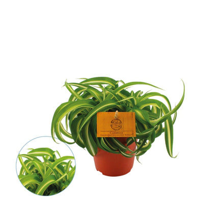 Chlorophytum comosum Bonnie 12Ø 20cm