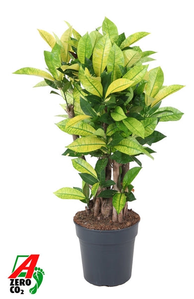 Codiaeum Brazillie 24Ø 80cm 1pp