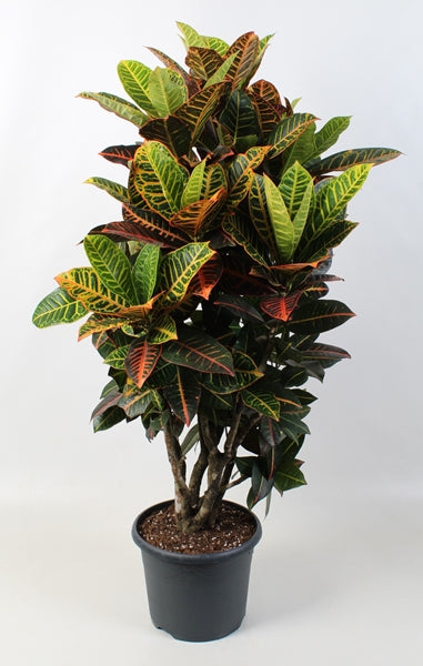 Codiaeum Petra Variegatum 24cm pot 100cm 1 plant