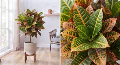 Codiaeum Petra Variegatum 24cm pot 100cm 1 plant