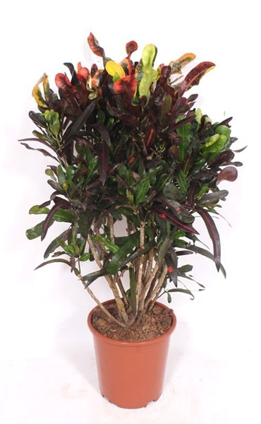 Codiaeum variegatum Mammi 27Ø 120cm 1pp
