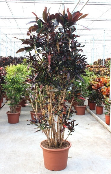 Codiaeum variegatum Mammi 50Ø 240cm 1pp