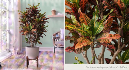Codiaeum variegatum Mammi 50Ø 240cm 1pp