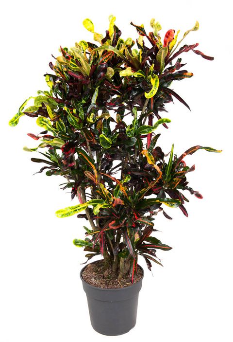 Codiaeum variegatum Mammi 50Ø 240cm 1pp