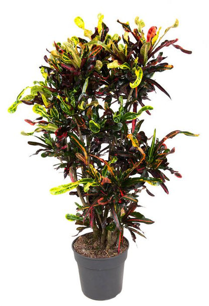 Codiaeum variegatum Mammi 50Ø 240cm 1pp