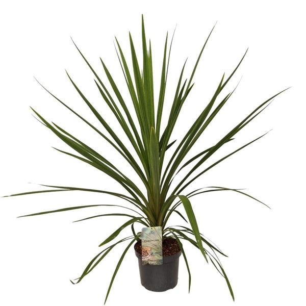 Cordyline indivisa Peko 17Ø 80cm